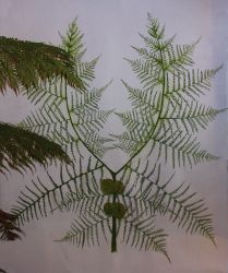 Reconstructie Neuropterisblad